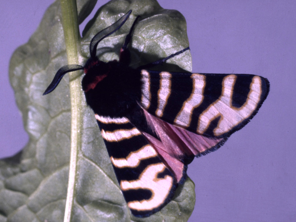 Bild Nr.10601 zum Vergrößern klicken Bild Nr.10601