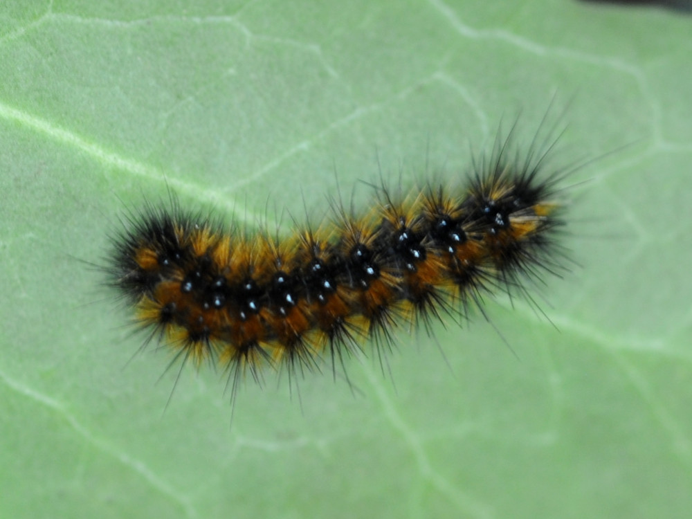 Bild Nr.10601 zum Vergrößern klicken Bild Nr.10601