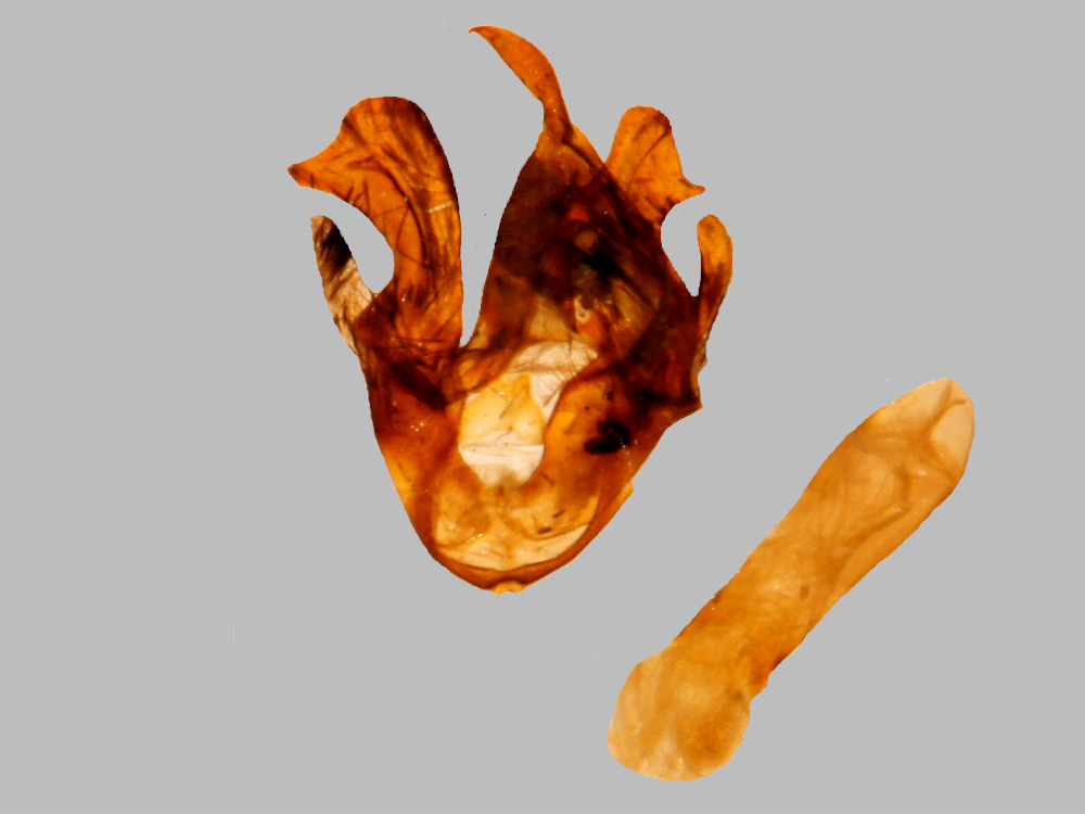 Bild Nr.10603 zum Vergrößern klicken Bild Nr.10603