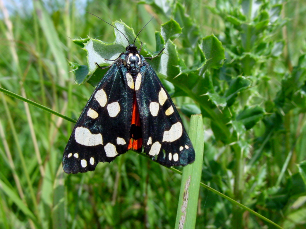 Bild Nr.10603 zum Vergrößern klicken Bild Nr.10603