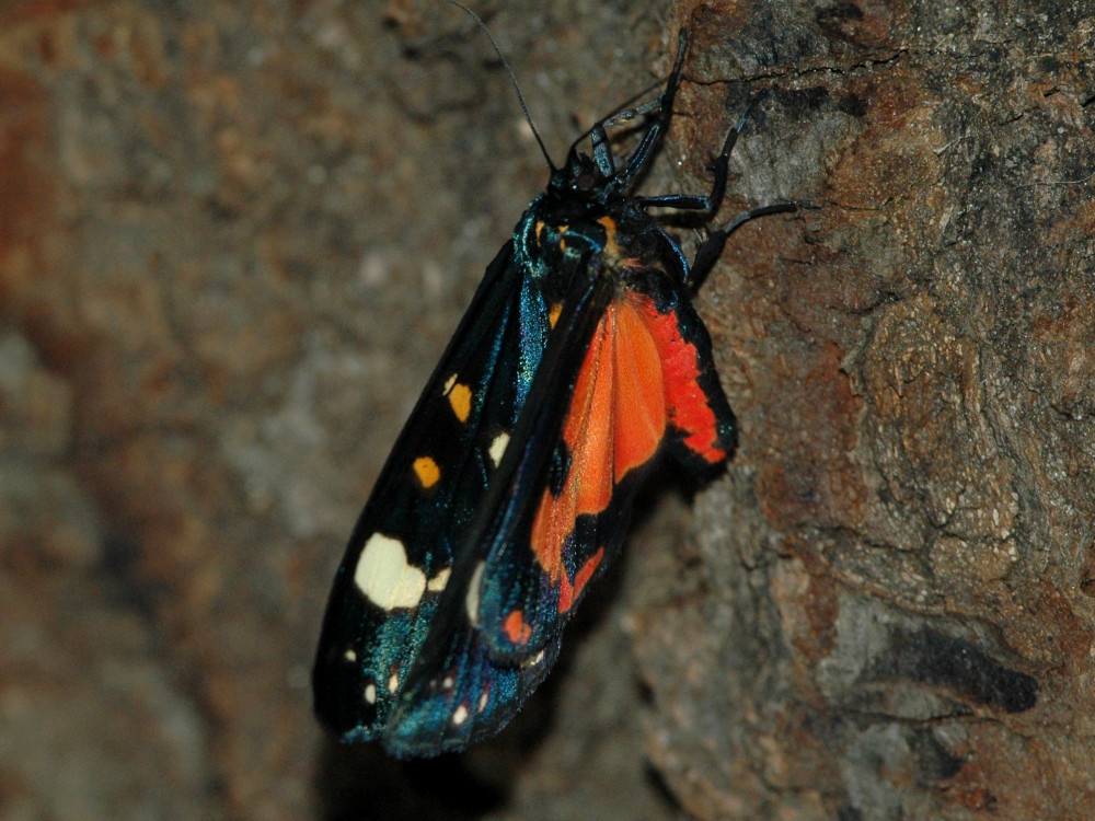 Bild Nr.10603 zum Vergrößern klicken Bild Nr.10603