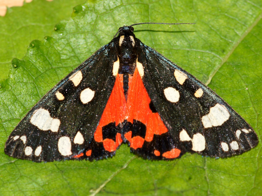 Bild Nr.10603 zum Vergrößern klicken Bild Nr.10603