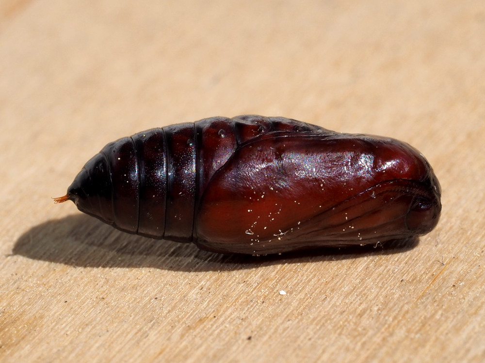 Bild Nr.10603 zum Vergrößern klicken Bild Nr.10603