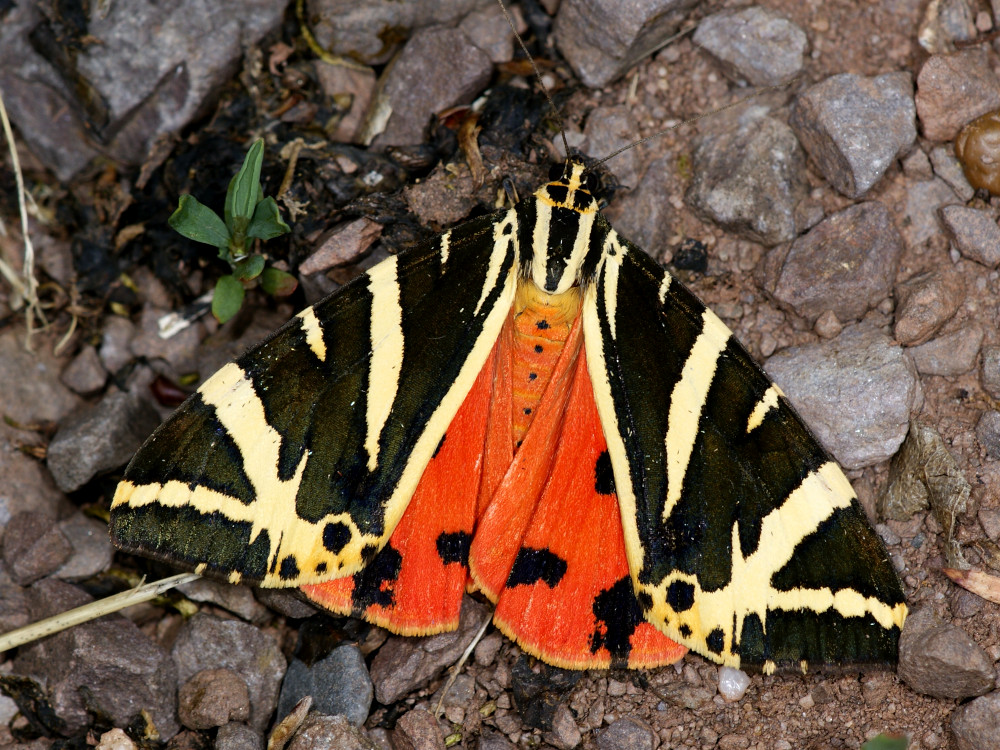 Bild Nr.10605 zum Vergrößern klicken Bild Nr.10605