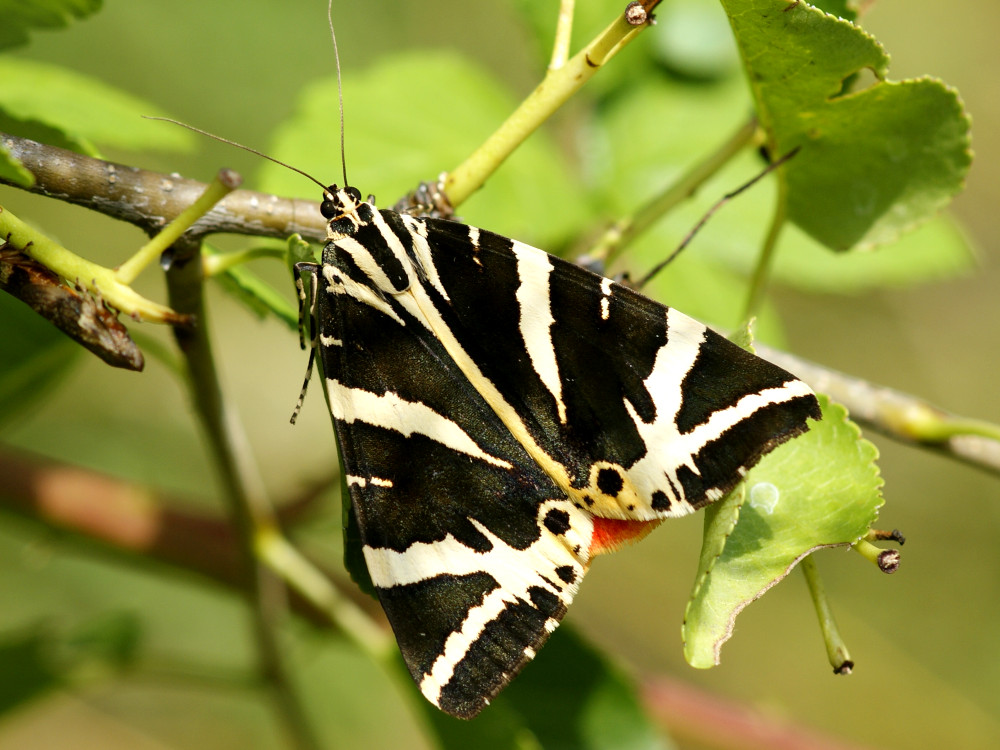 Bild Nr.10605 zum Vergrößern klicken Bild Nr.10605