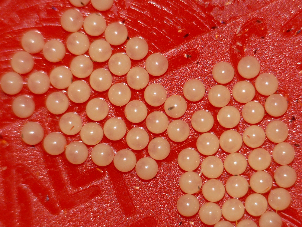 Bild Nr.10605 zum Vergrößern klicken Bild Nr.10605