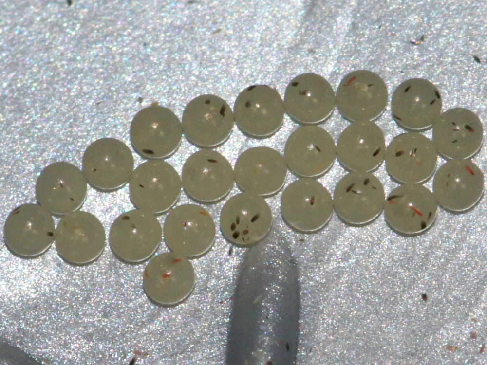 Bild Nr.10605 zum Vergrößern klicken Bild Nr.10605