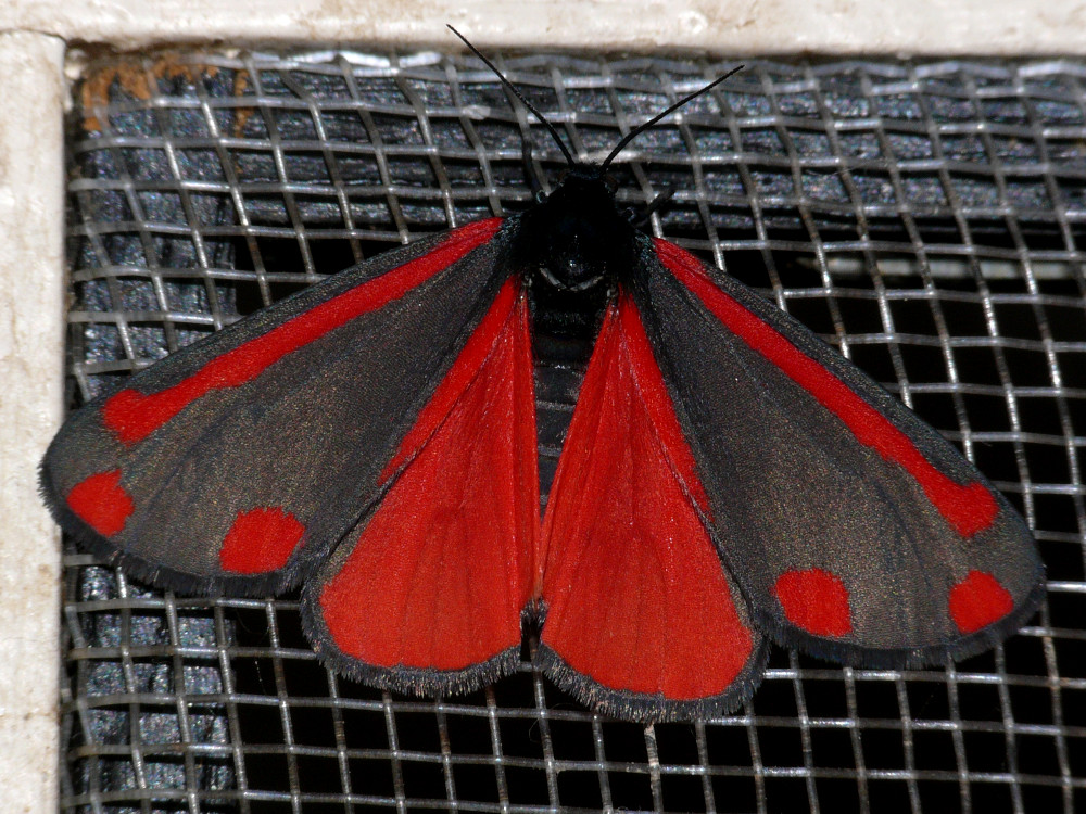 Bild Nr.10607 zum Vergrößern klicken Bild Nr.10607