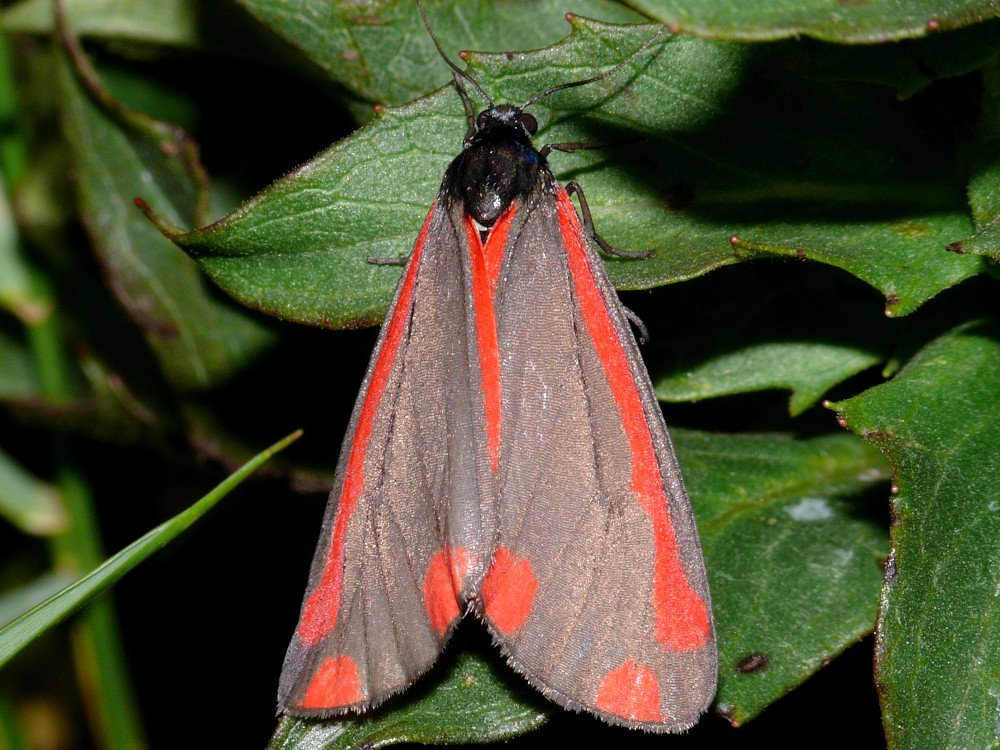 Bild Nr.10607 zum Vergrößern klicken Bild Nr.10607