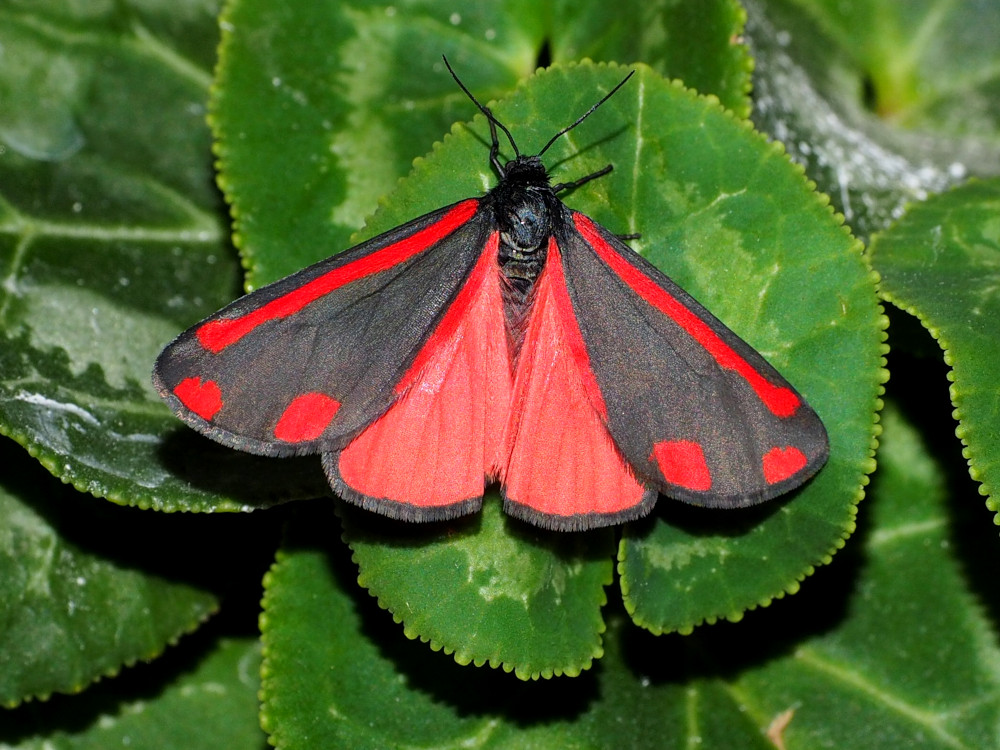 Bild Nr.10607 zum Vergrößern klicken Bild Nr.10607