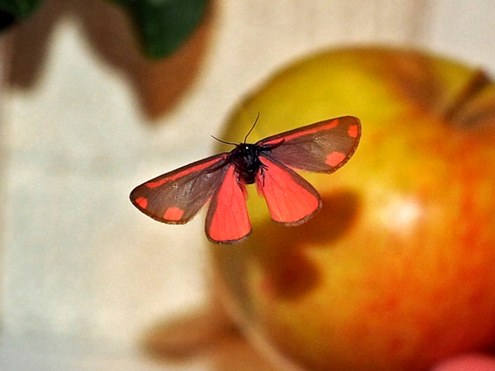 Bild Nr.10607 zum Vergrößern klicken Bild Nr.10607