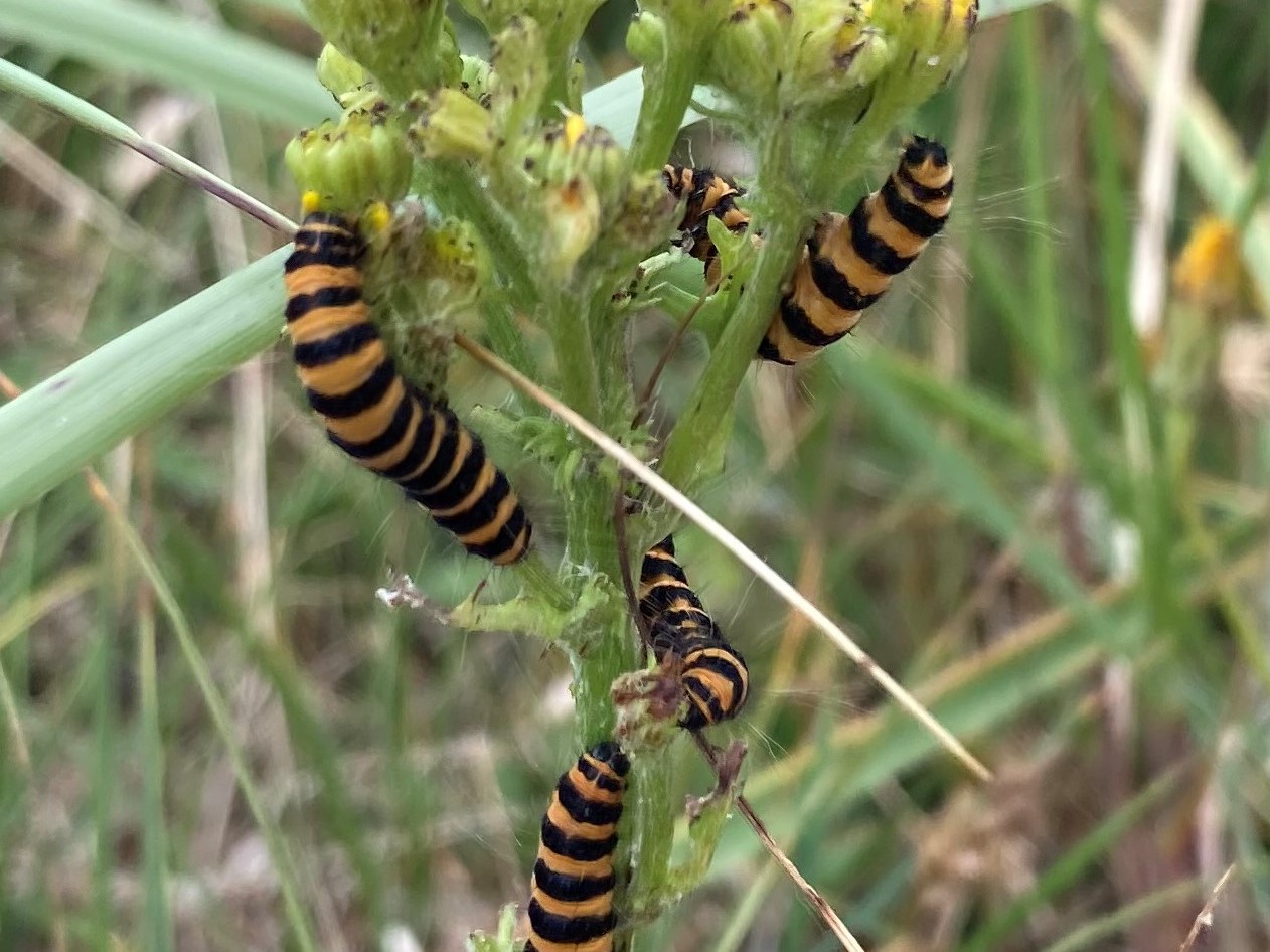 Bild Nr.10607 zum Vergrößern klicken Bild Nr.10607