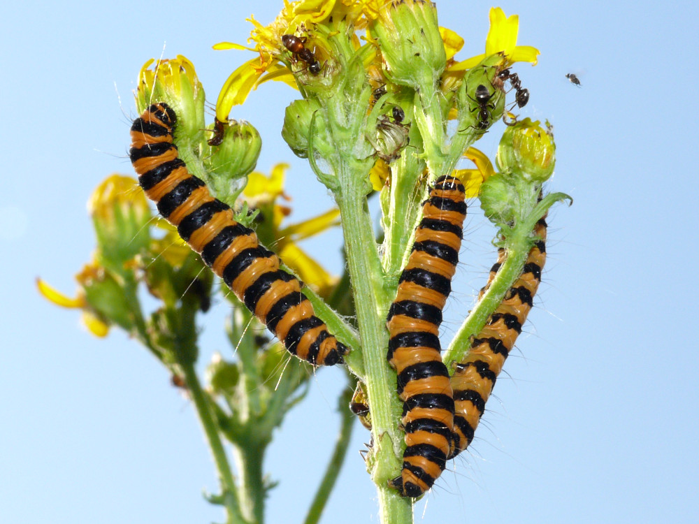 Bild Nr.10607 zum Vergrößern klicken Bild Nr.10607