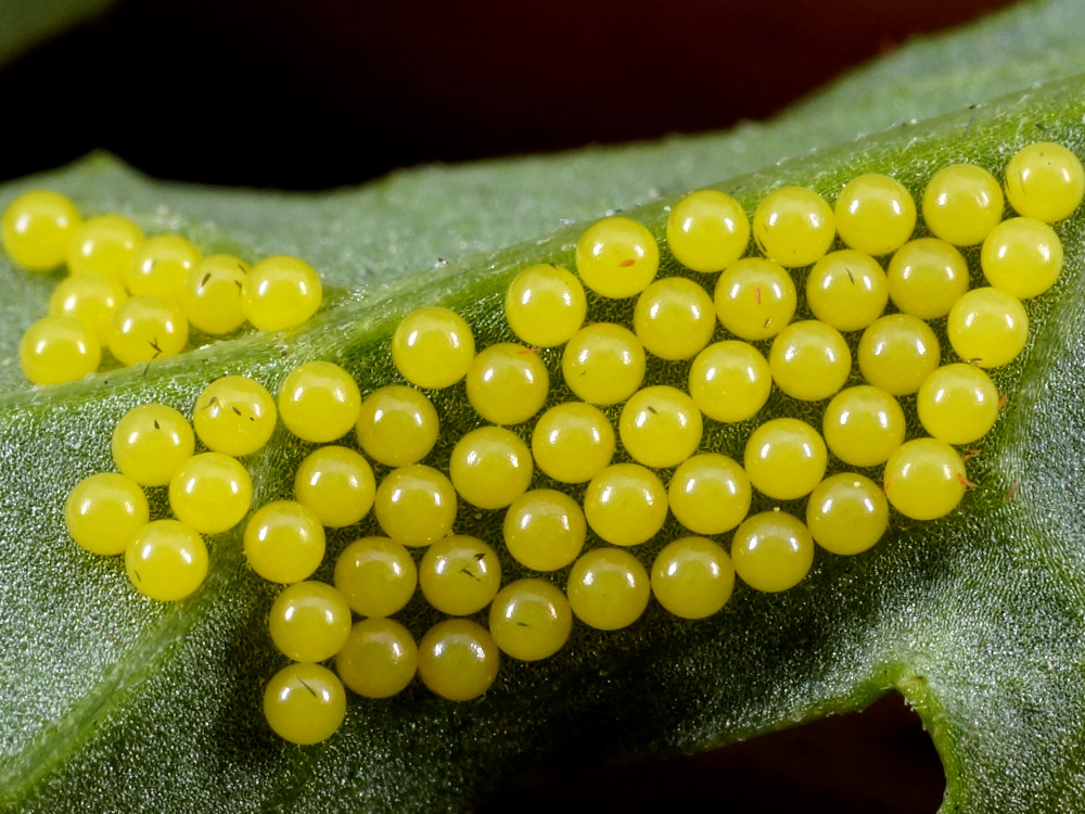 Bild Nr.10607 zum Vergrößern klicken Bild Nr.10607