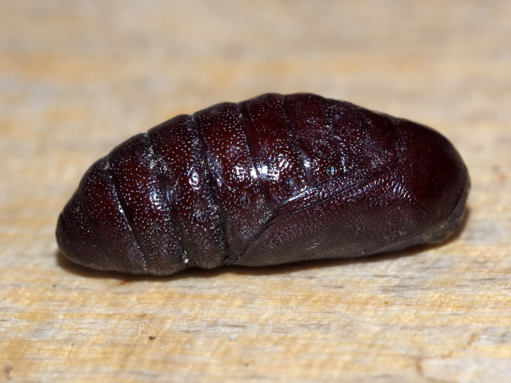 Bild Nr.10607 zum Vergrößern klicken Bild Nr.10607