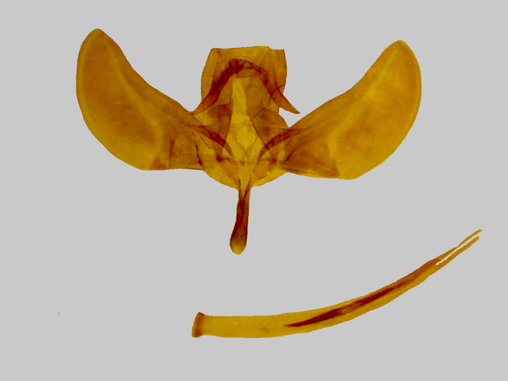 Bild Nr.01349 zum Vergrößern klicken Bild Nr.01349