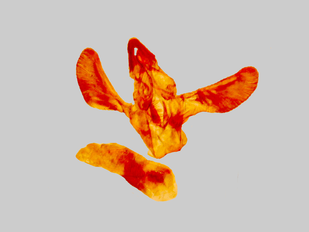 Bild Nr.05853 zum Vergrößern klicken Bild Nr.05853