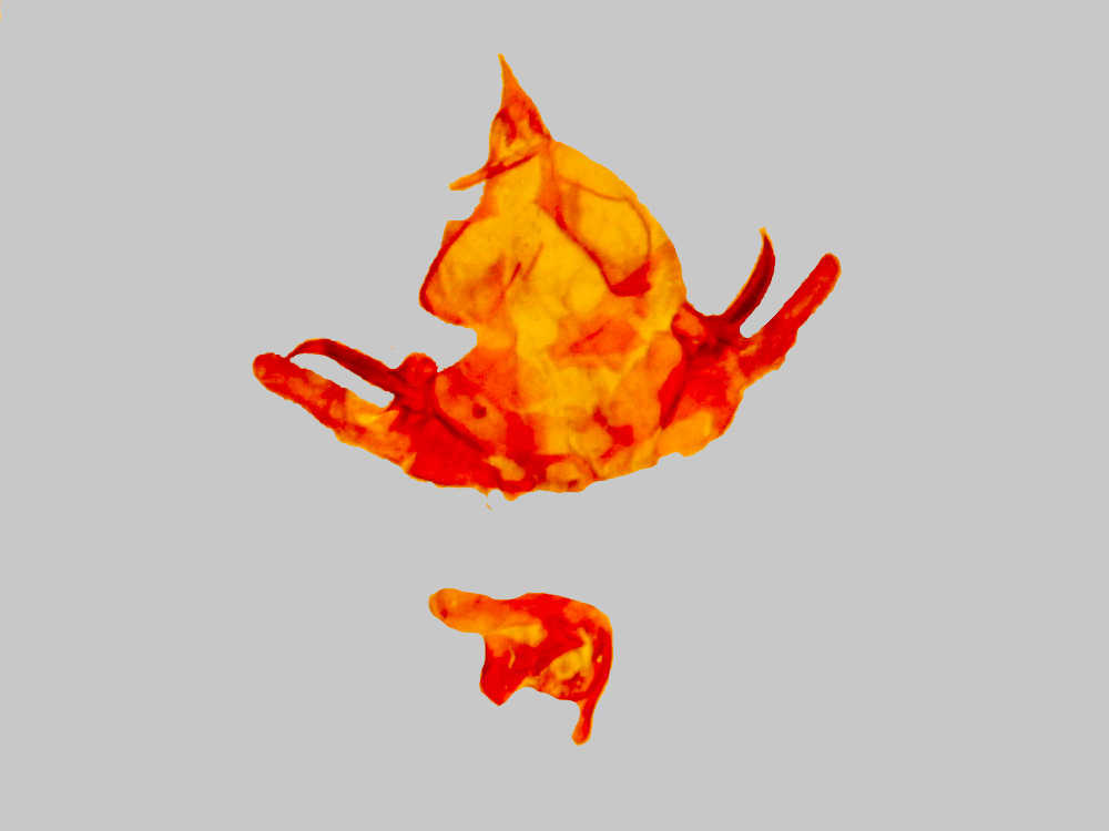 Bild Nr.06364 zum Vergrößern klicken Bild Nr.06364