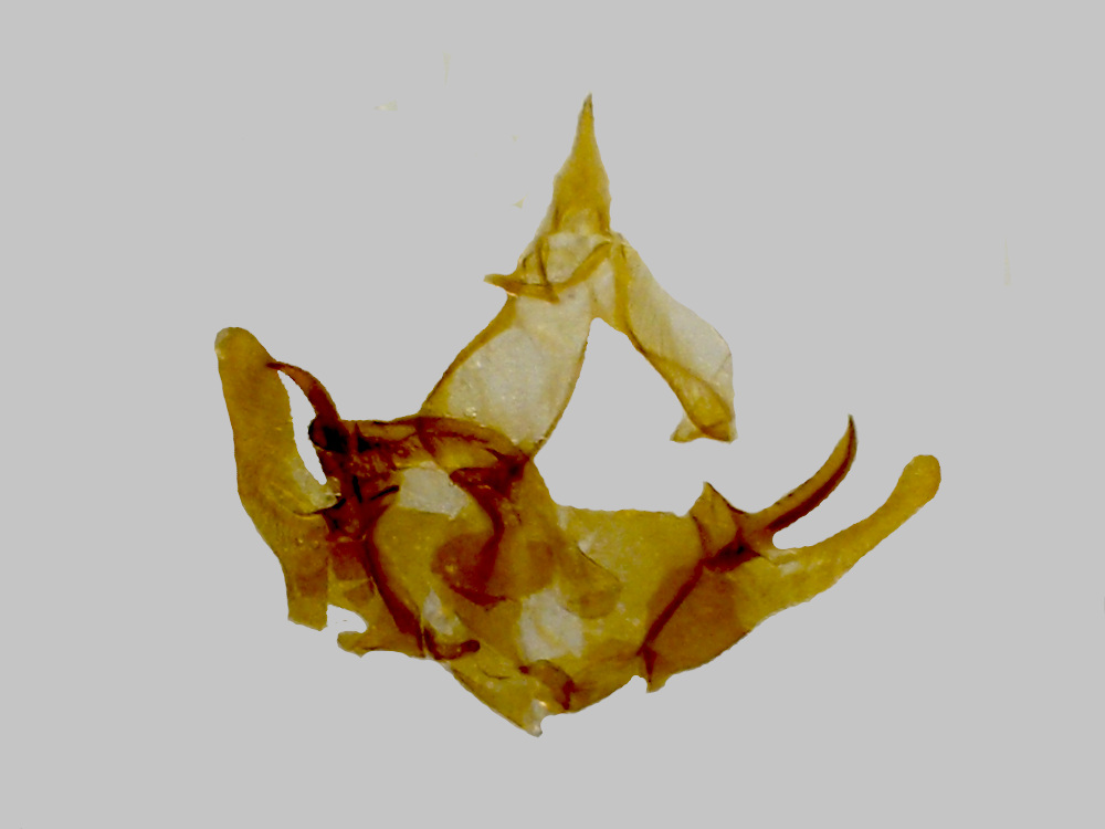 Bild Nr.06364 zum Vergrößern klicken Bild Nr.06364