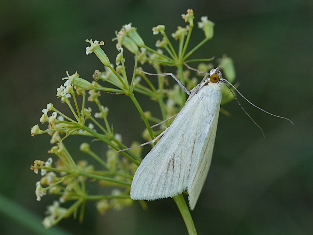 Bild Nr.06623 zum Vergrößern klicken Bild Nr.06623