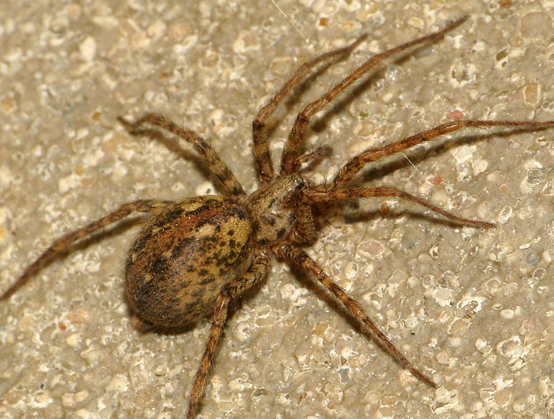 Bild Nr.00090 zum Vergrößern klicken Bild Nr.00090