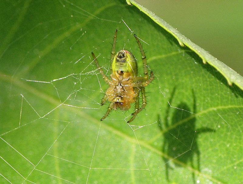 Bild Nr.00280 zum Vergrößern klicken Bild Nr.00280