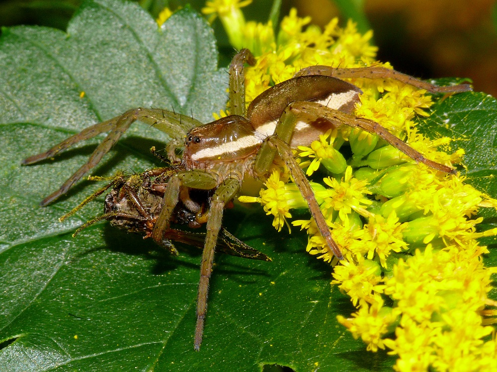 Bild Nr.05280 zum Vergrößern klicken Bild Nr.05280