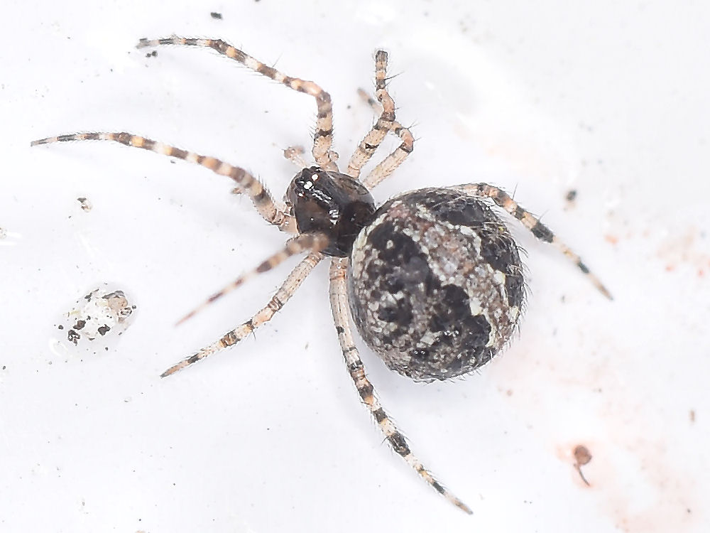 Bild Nr.06610 zum Vergrößern klicken Bild Nr.06610