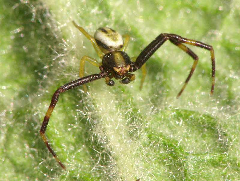 Bild Nr.06740 zum Vergrößern klicken Bild Nr.06740