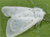 Diaphora mendica