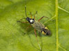 Miris striatus