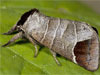 Clostera curtula