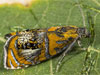 Olethreutes arcuella