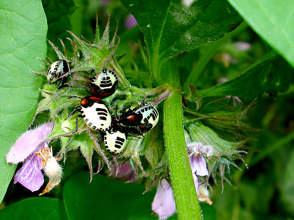 Bild Nr.12400 zum Vergrößern klicken Bild Nr.12400