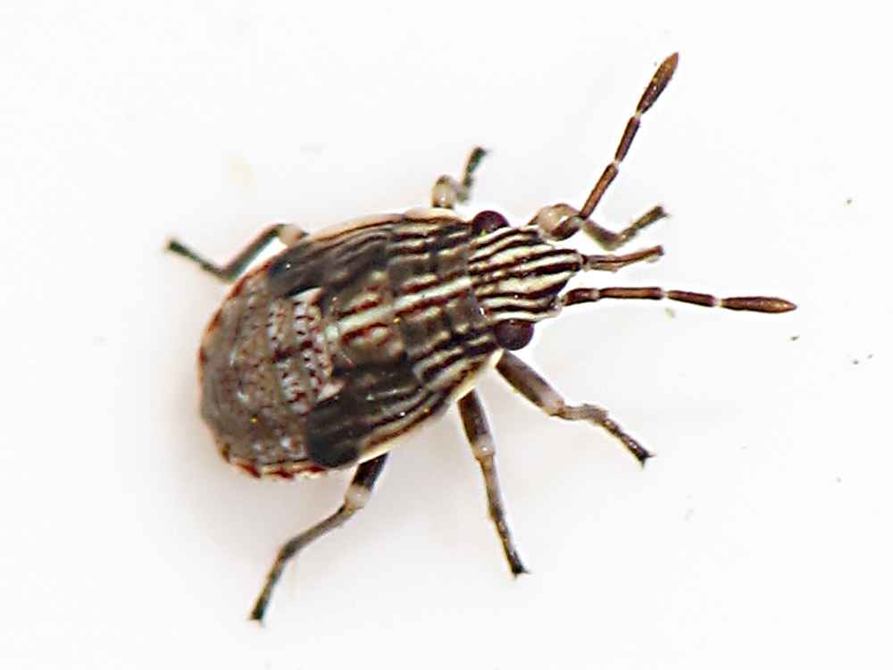 Bild Nr.16000 zum Vergrößern klicken Bild Nr.16000