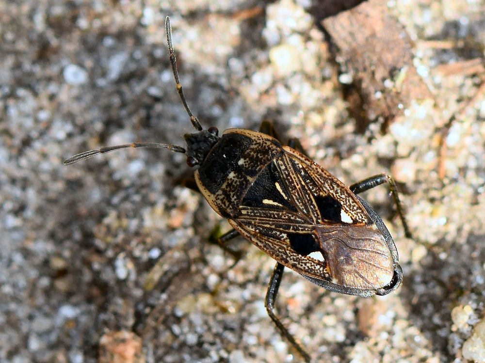 Bild Nr.1660 zum Vergrößern klicken Bild Nr.1660