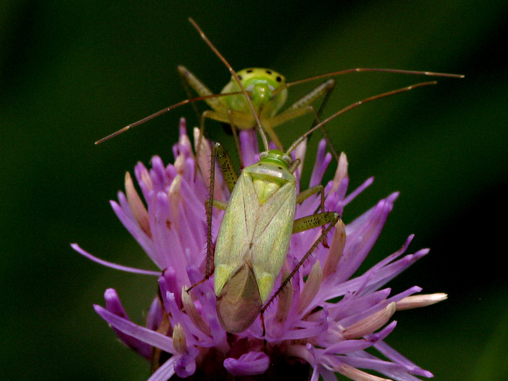 Bild Nr.17400 zum Vergrößern klicken Bild Nr.17400