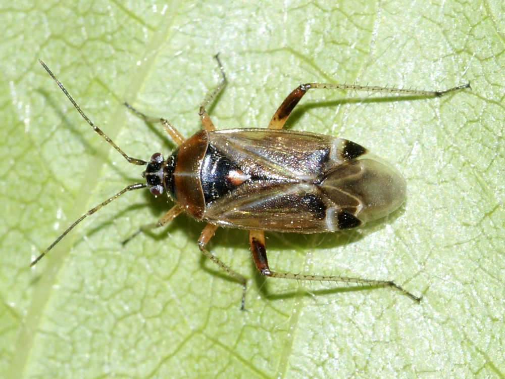 Bild Nr.24900 zum Vergrößern klicken Bild Nr.24900