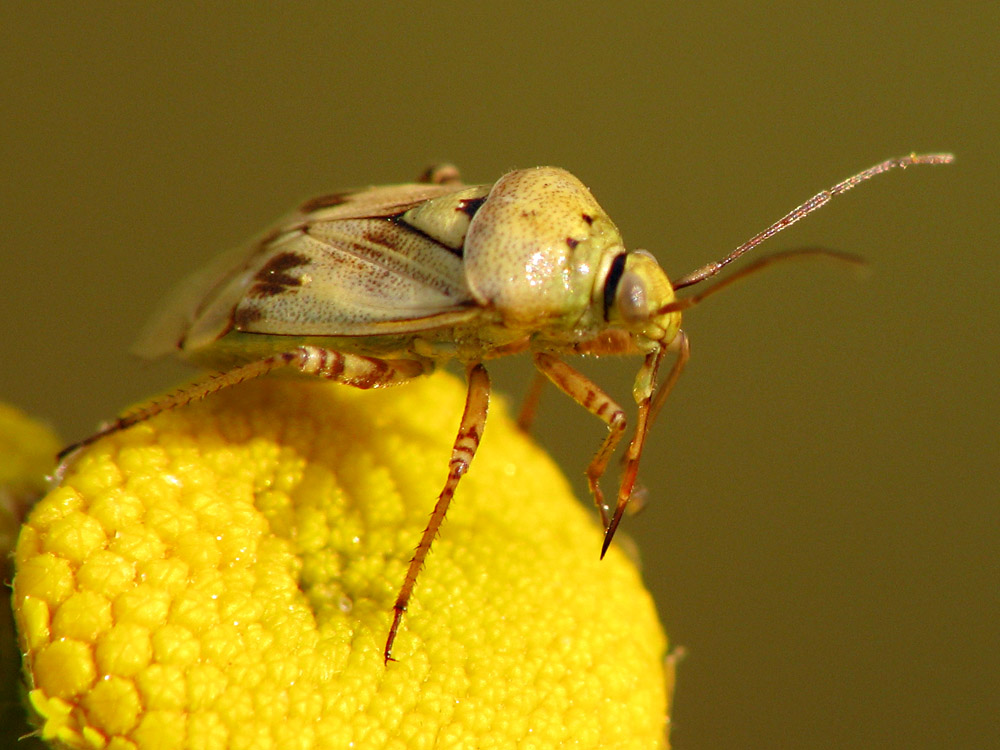 Bild Nr.26500 zum Vergrößern klicken Bild Nr.26500