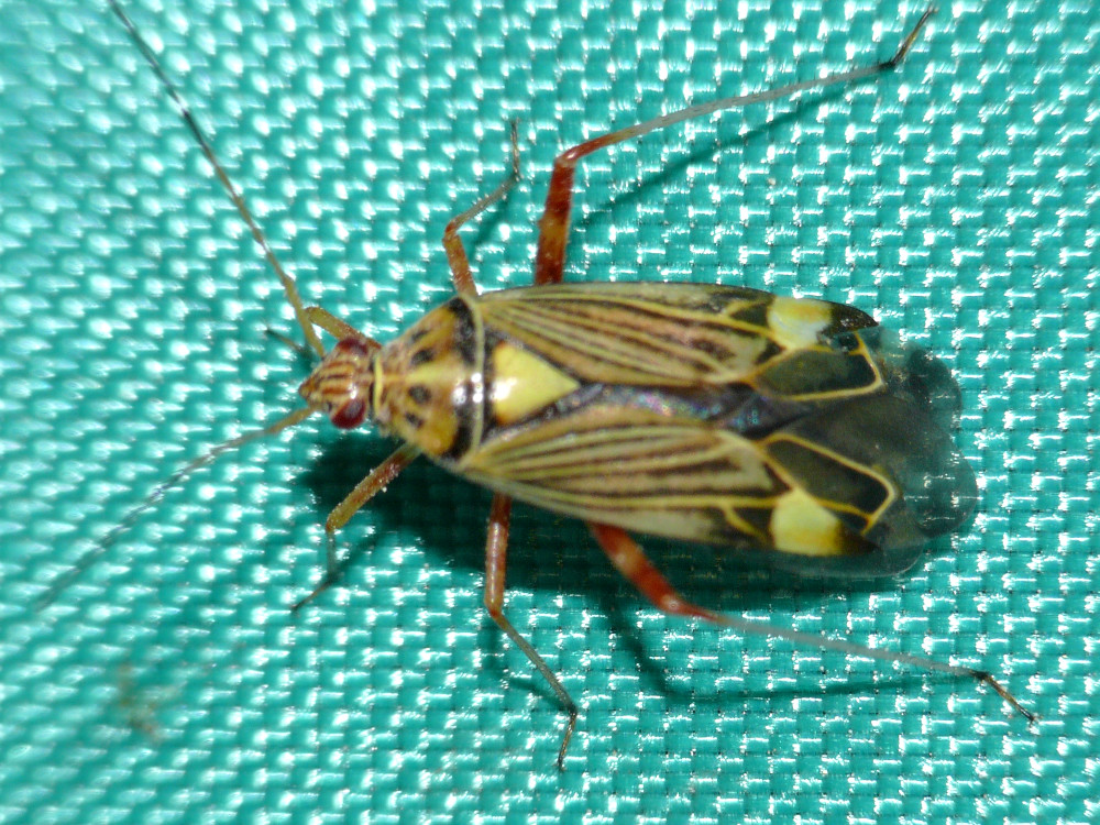 Bild Nr.36700 zum Vergrößern klicken Bild Nr.36700