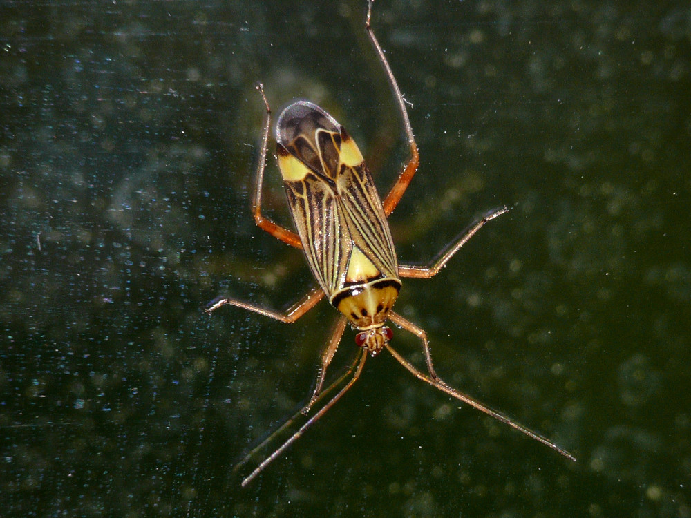 Bild Nr.36700 zum Vergrößern klicken Bild Nr.36700