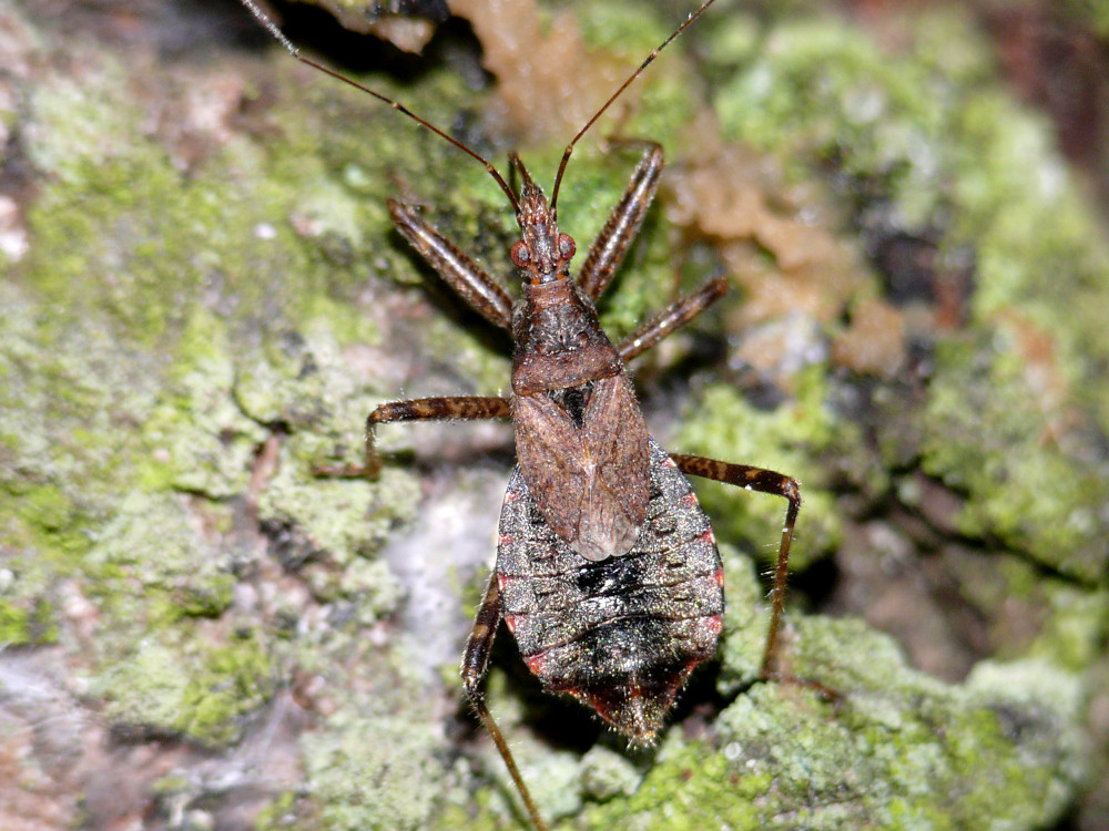 Bild Nr.38800 zum Vergrößern klicken Bild Nr.38800