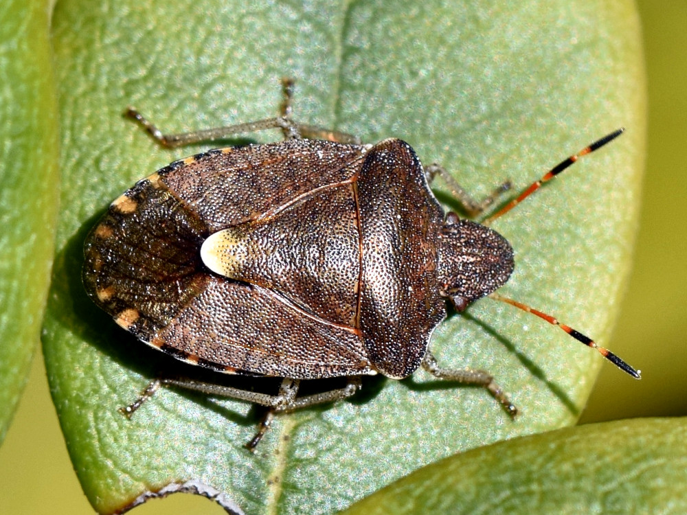 Bild Nr.43800 zum Vergrößern klicken Bild Nr.43800