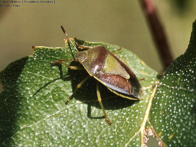 Bild Nr.44000 zum Vergrößern klicken Bild Nr.44000