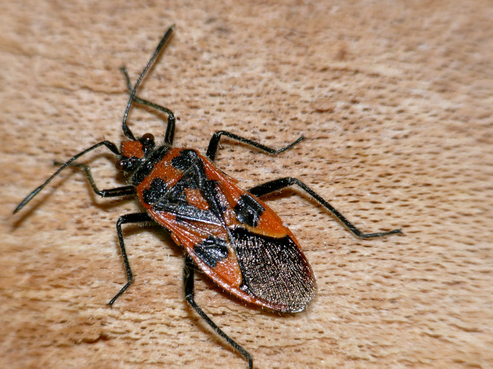 Bild Nr.47100 zum Vergrößern klicken Bild Nr.47100