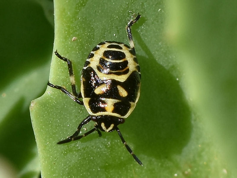 Bild Nr.4800 zum Vergrößern klicken Bild Nr.4800