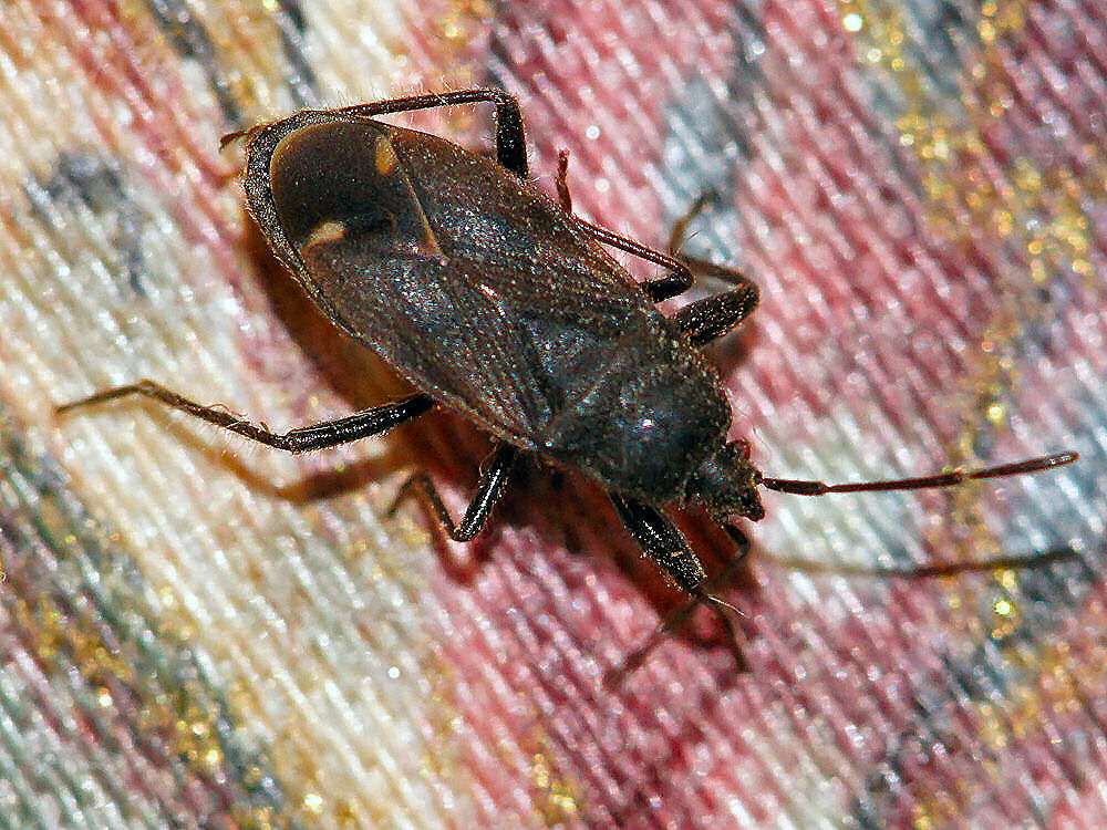 Bild Nr.49300 zum Vergrößern klicken Bild Nr.49300