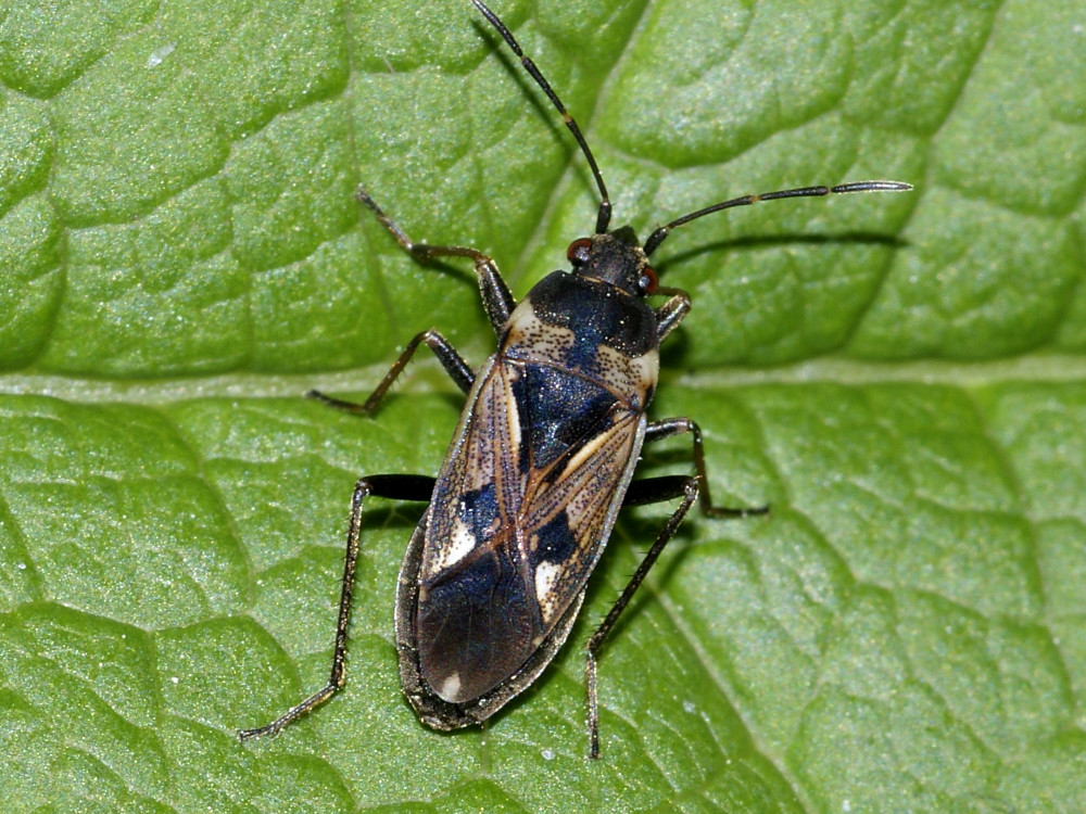 Bild Nr.52300 zum Vergrößern klicken Bild Nr.52300
